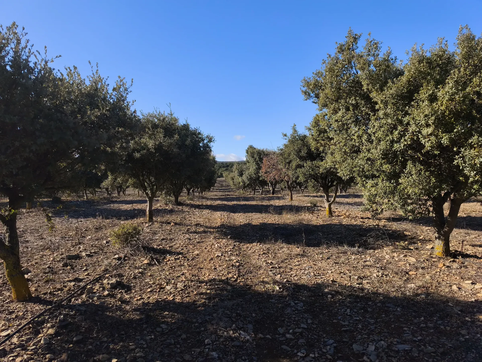 Valnara farm mature truffle plantation