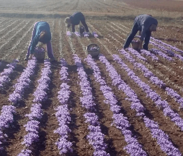 Spanish saffron traditional harvest