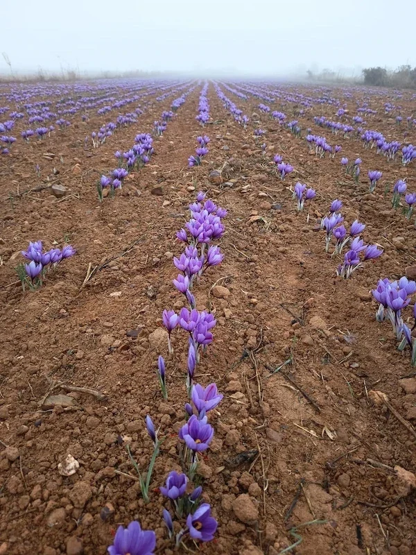 Valnara Spanish saffron plantation