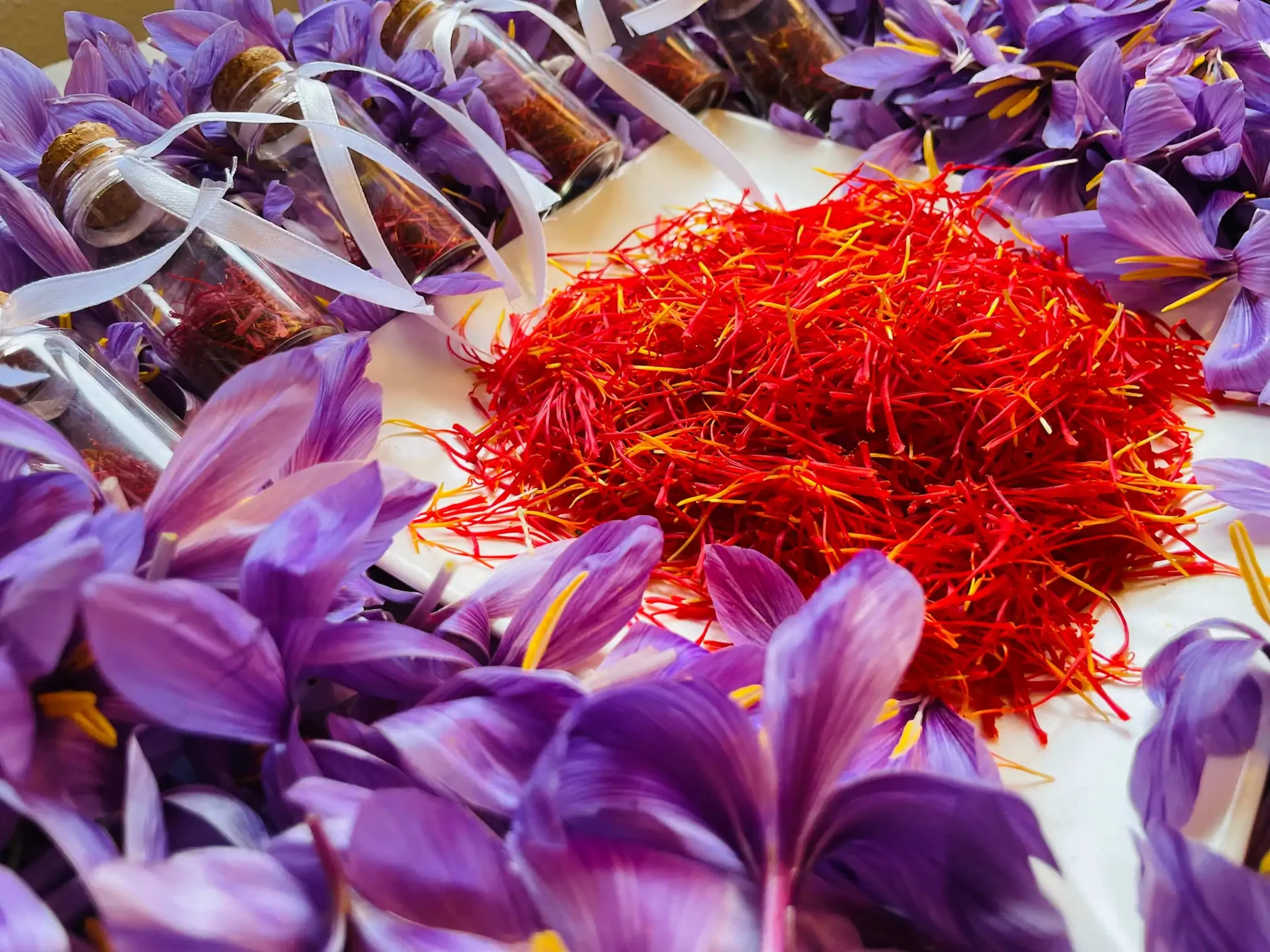 Spanish saffron filaments and flowers