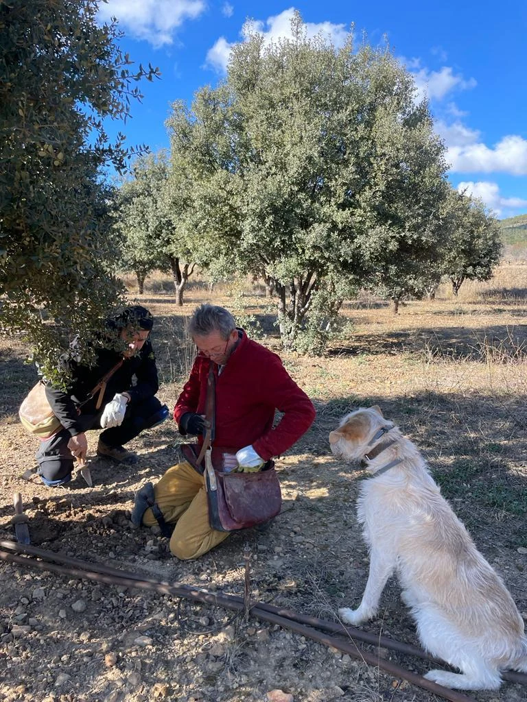 Fresh black truffle harvest