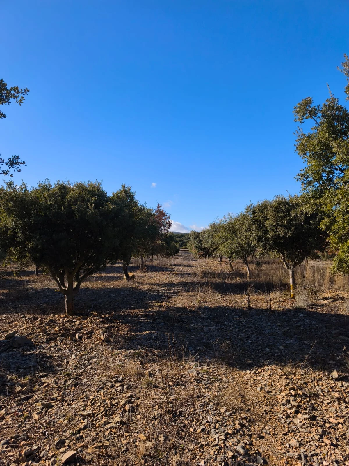 Mature irrigated truffle plantation